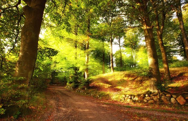 Fallen leaves covering the ground under sunlit trees