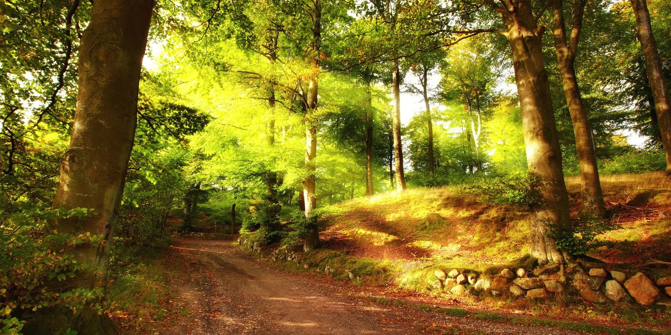 Fallen leaves covering the ground under sunlit trees
