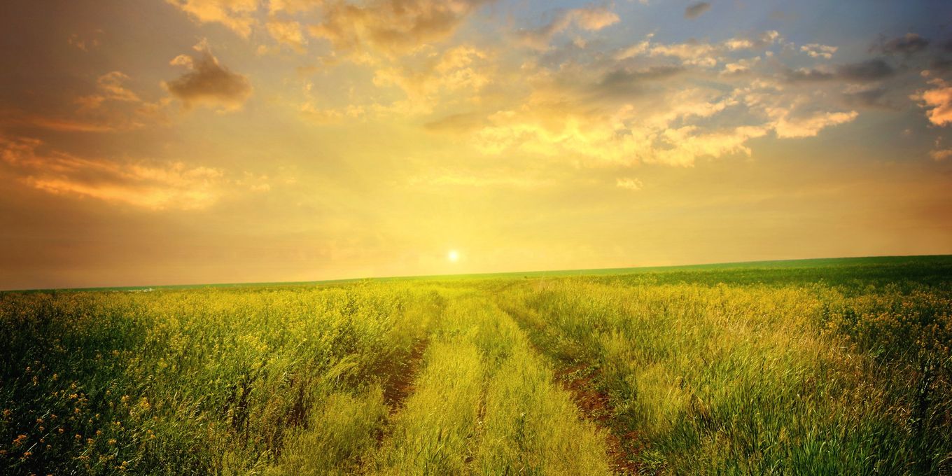 Dry golden grass under a low evening sun