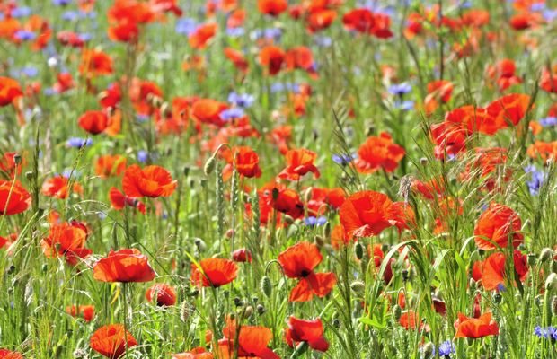 Red poppies and blue cornflowers in a meadow
