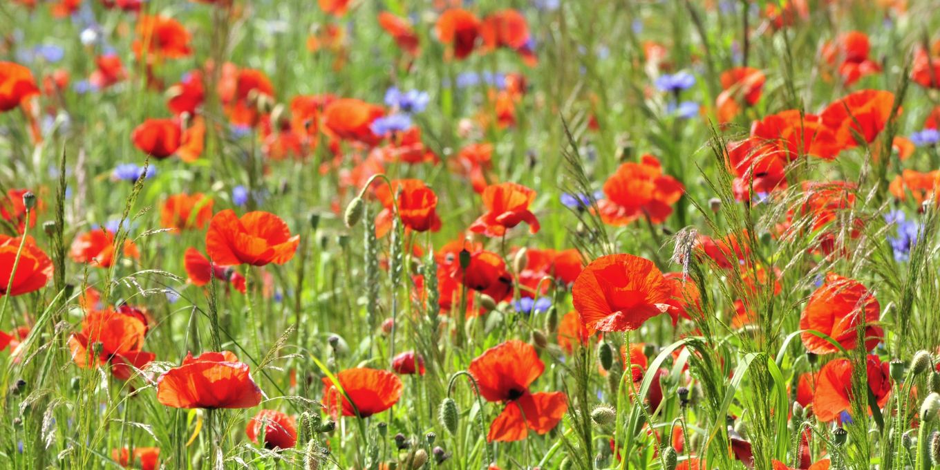 Red poppies and blue cornflowers in a meadow