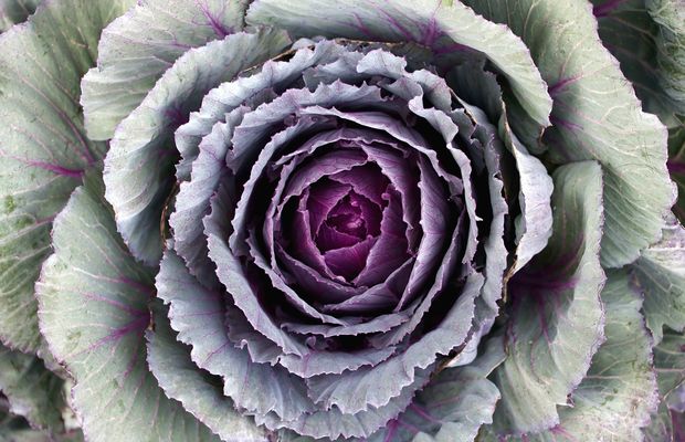 An ornamental cabbage with purple-veined leaves