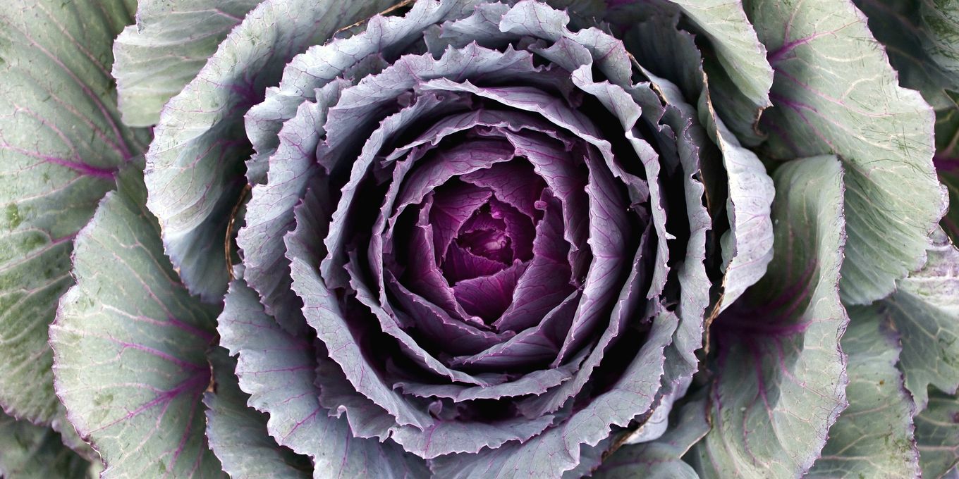 An ornamental cabbage with purple-veined leaves