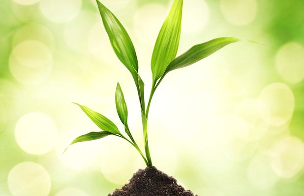 A young plant rising from a mound of soil