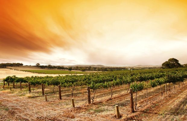 Rows of grapevines in a dry valley
