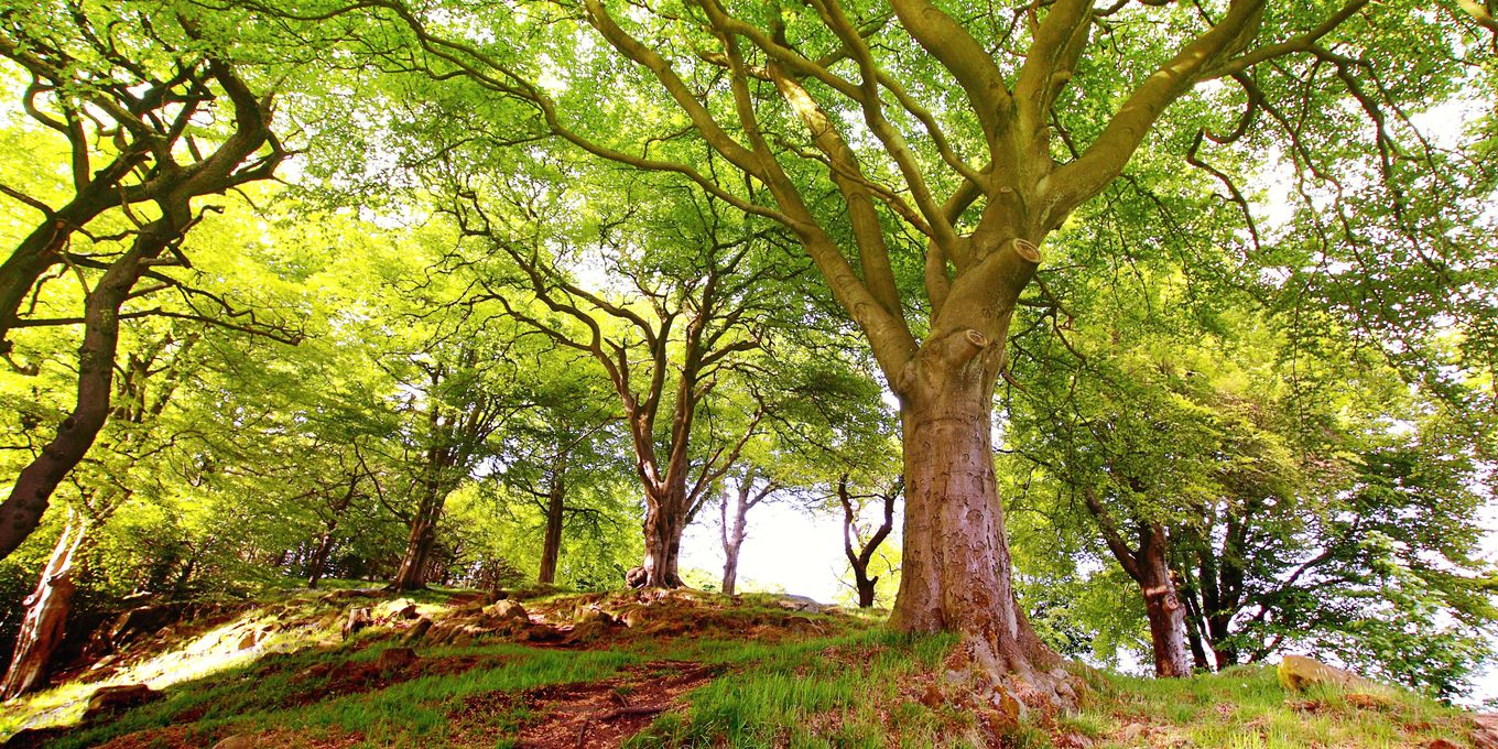 Old broad-crowned trees on a grassy bank in summer