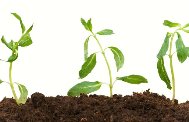 Three young seedlings in dark, moist soil