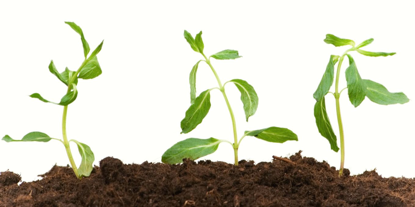 Three young seedlings in dark, moist soil