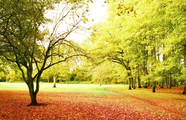 A young tree standing alone in a park lawn