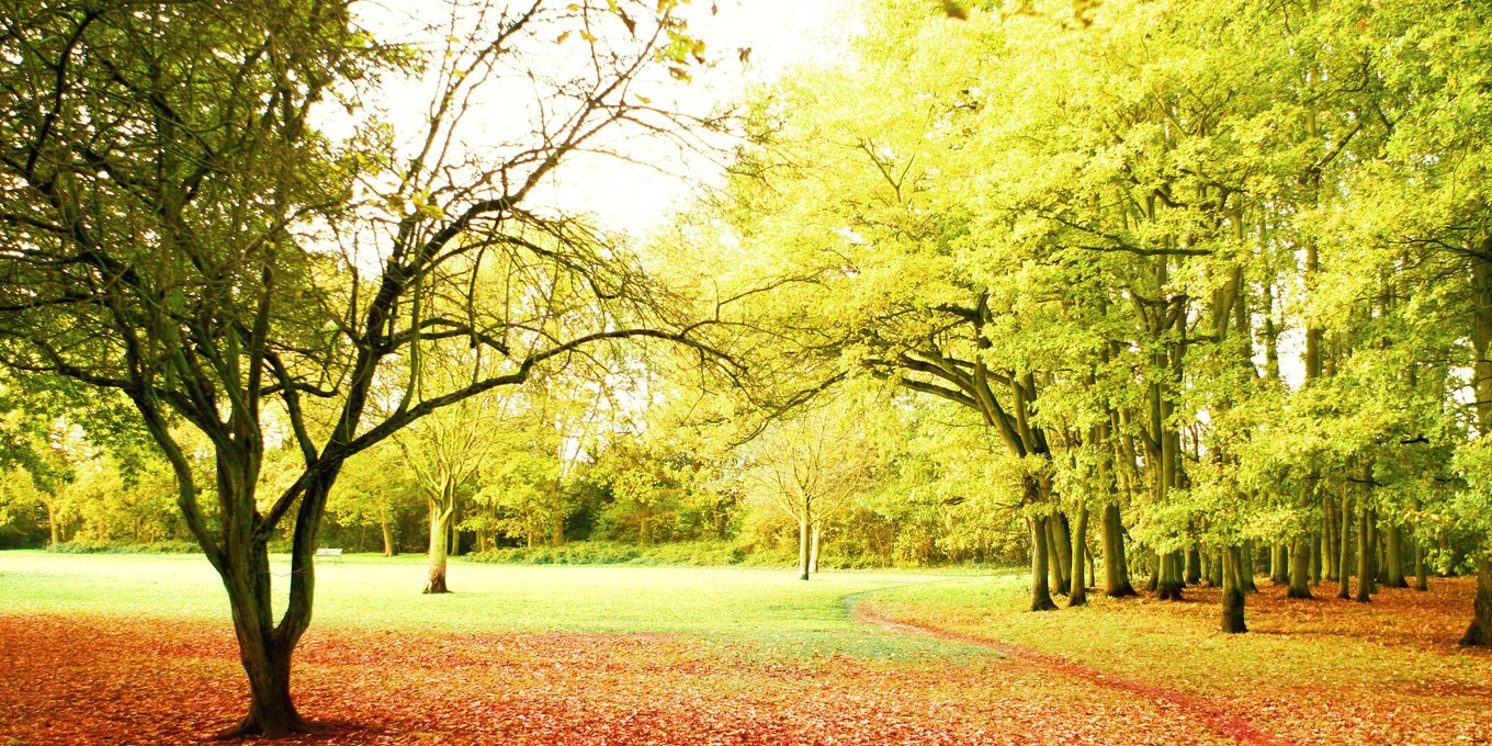 A young tree standing alone in a park lawn