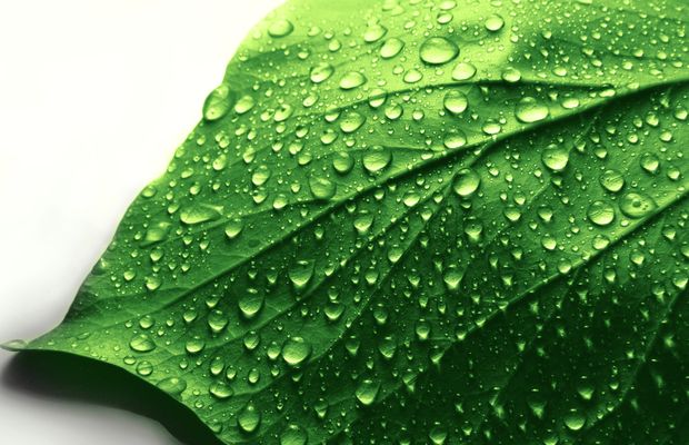 A leaf covered in beads of water