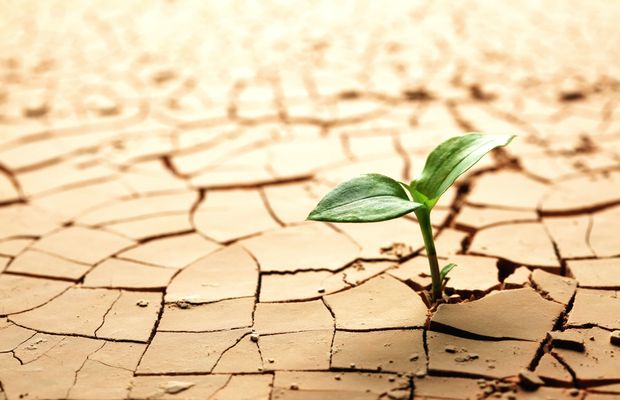 A seedling growing out of dry, cracked ground