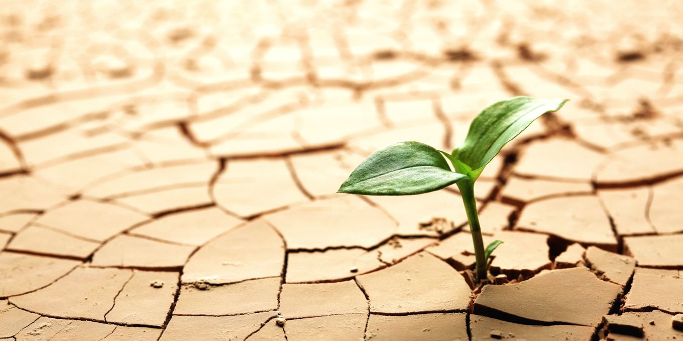 A seedling growing out of dry, cracked ground