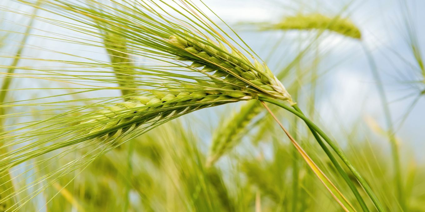 Green ears of rye bending in the wind