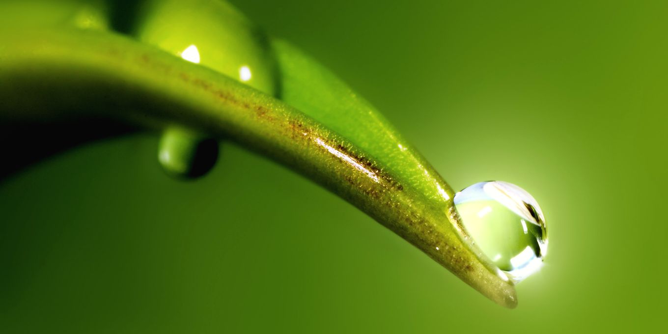 A drop of water hanging from the tip of a green leaf