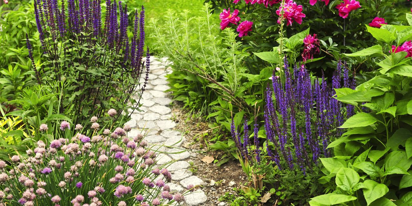A stone path between beds of salvia, chives and phlox