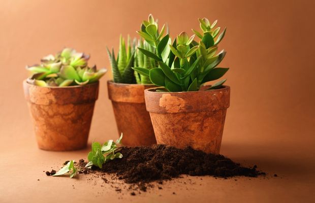 Three clay pots of succulents beside a heap of potting soil