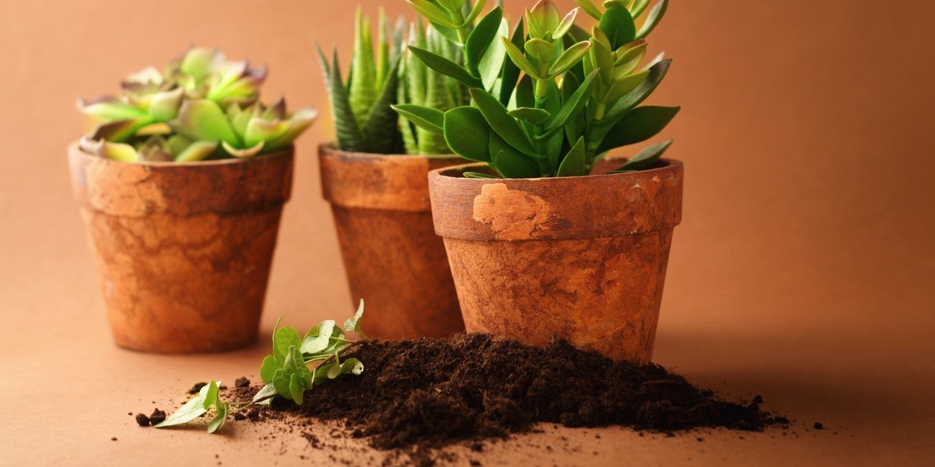 Three clay pots of succulents beside a heap of potting soil