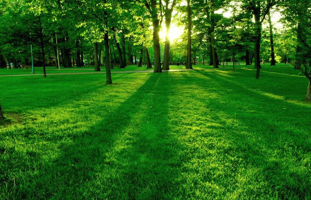 Trees casting long shadows across a mown lawn