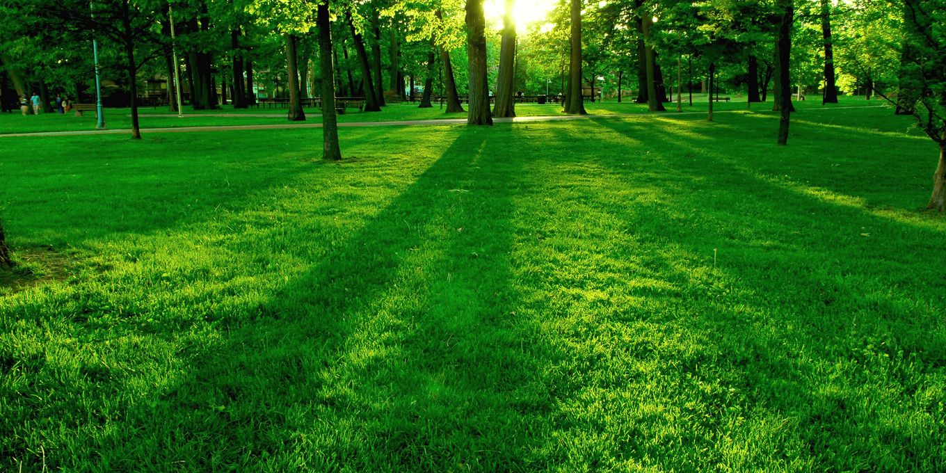 Trees casting long shadows across a mown lawn