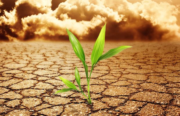 A green shoot in parched, cracked earth