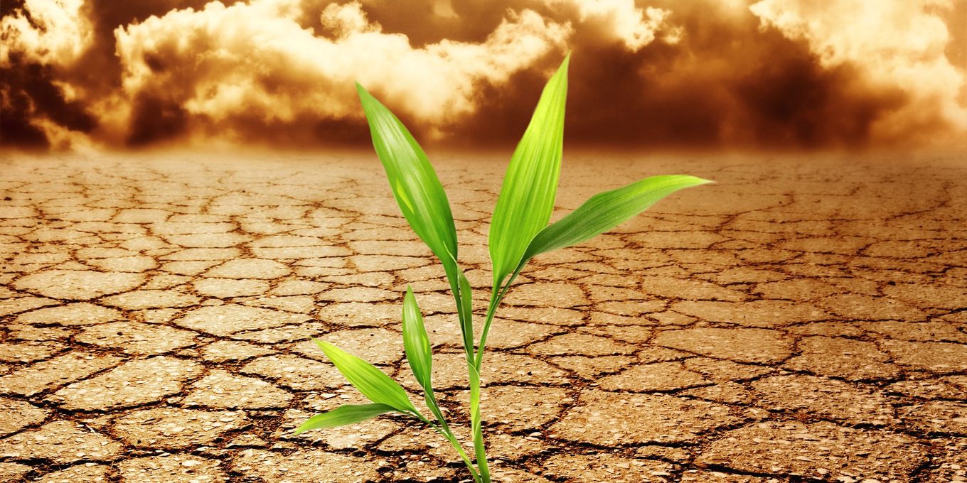 A green shoot in parched, cracked earth