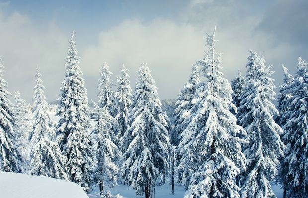 Spruce trees heavy with hoarfrost and snow