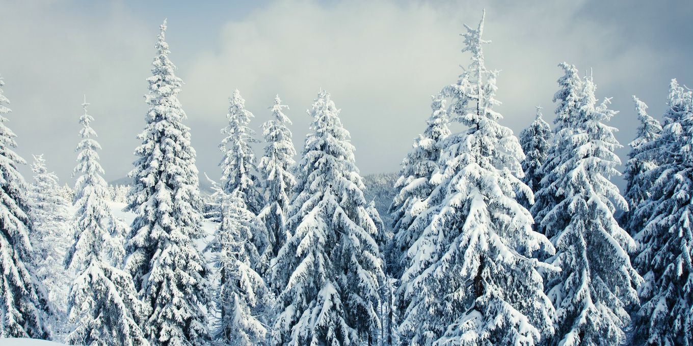 Spruce trees heavy with hoarfrost and snow