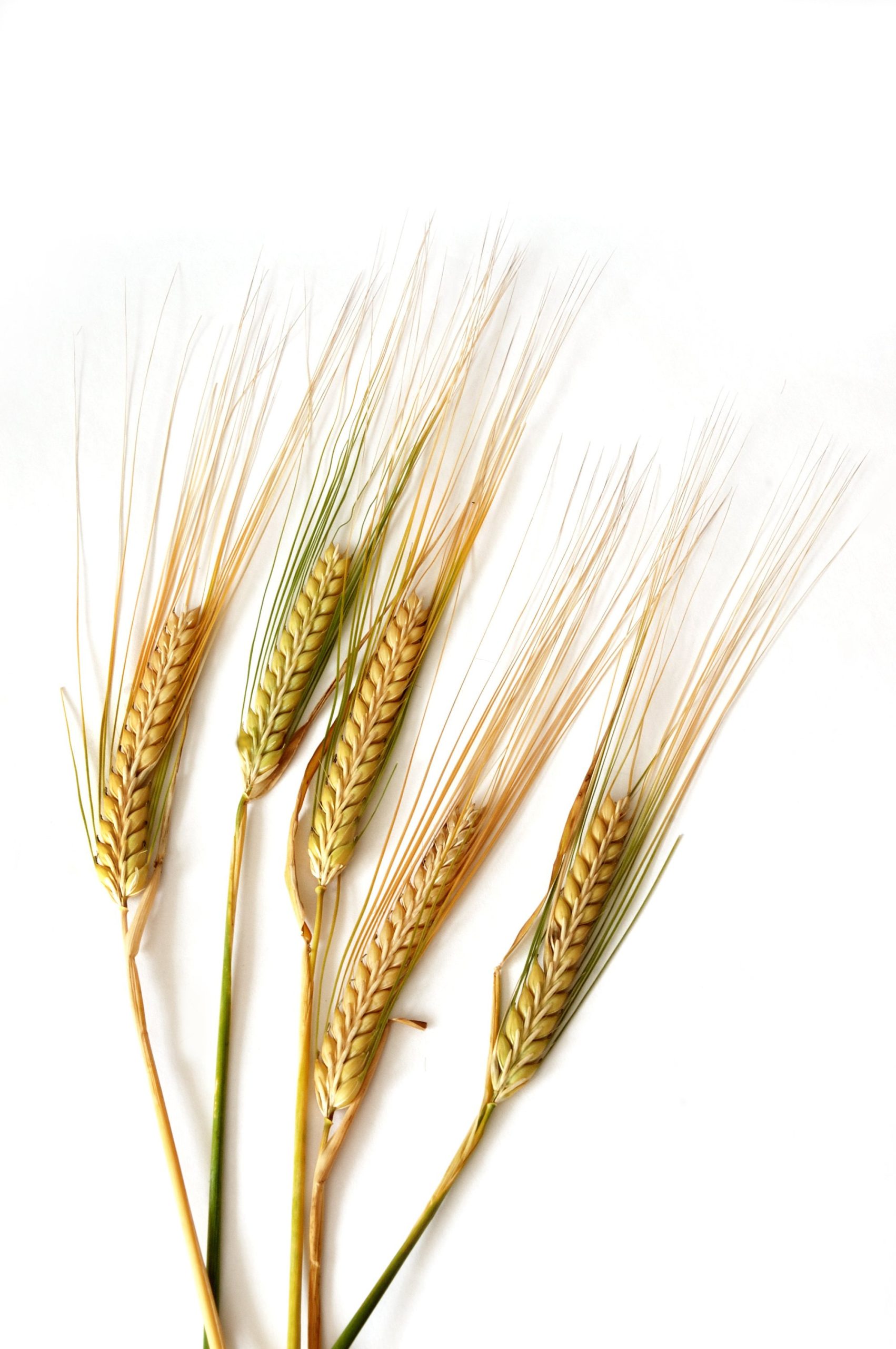 Wheat field at maturity