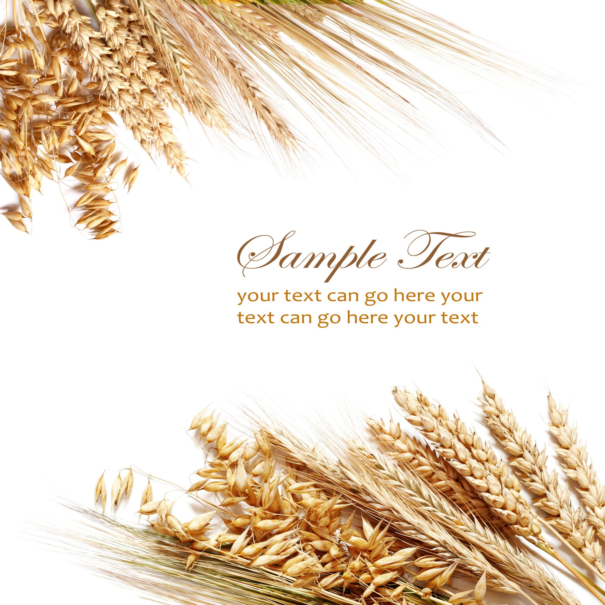 Wheat ears representing field guide content