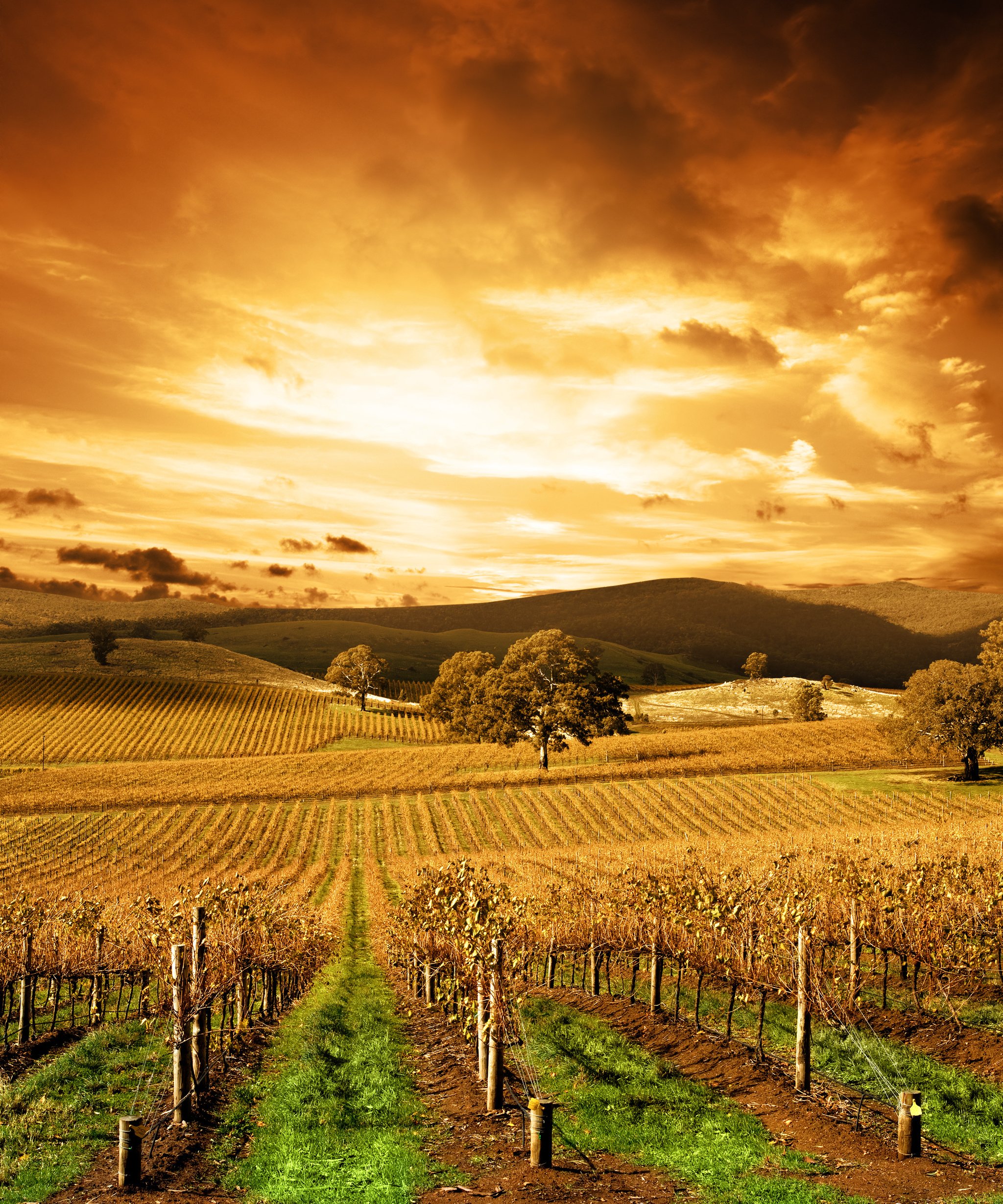 California vineyard rows under sun