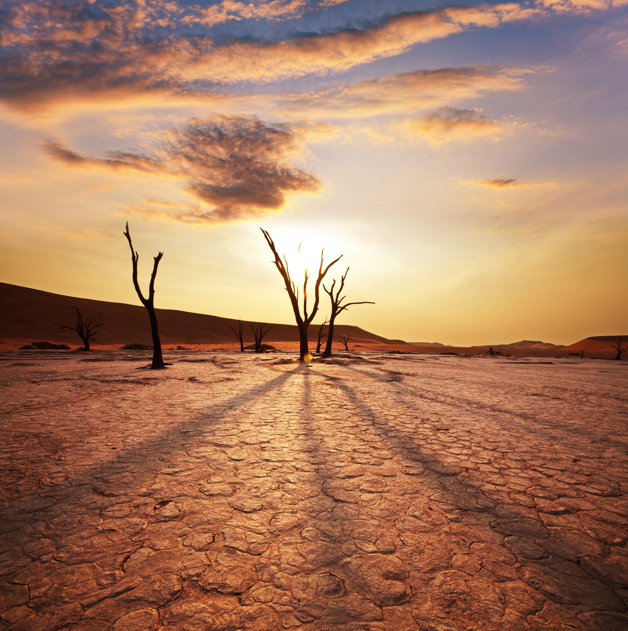 Dry cracked earth showing drought stress