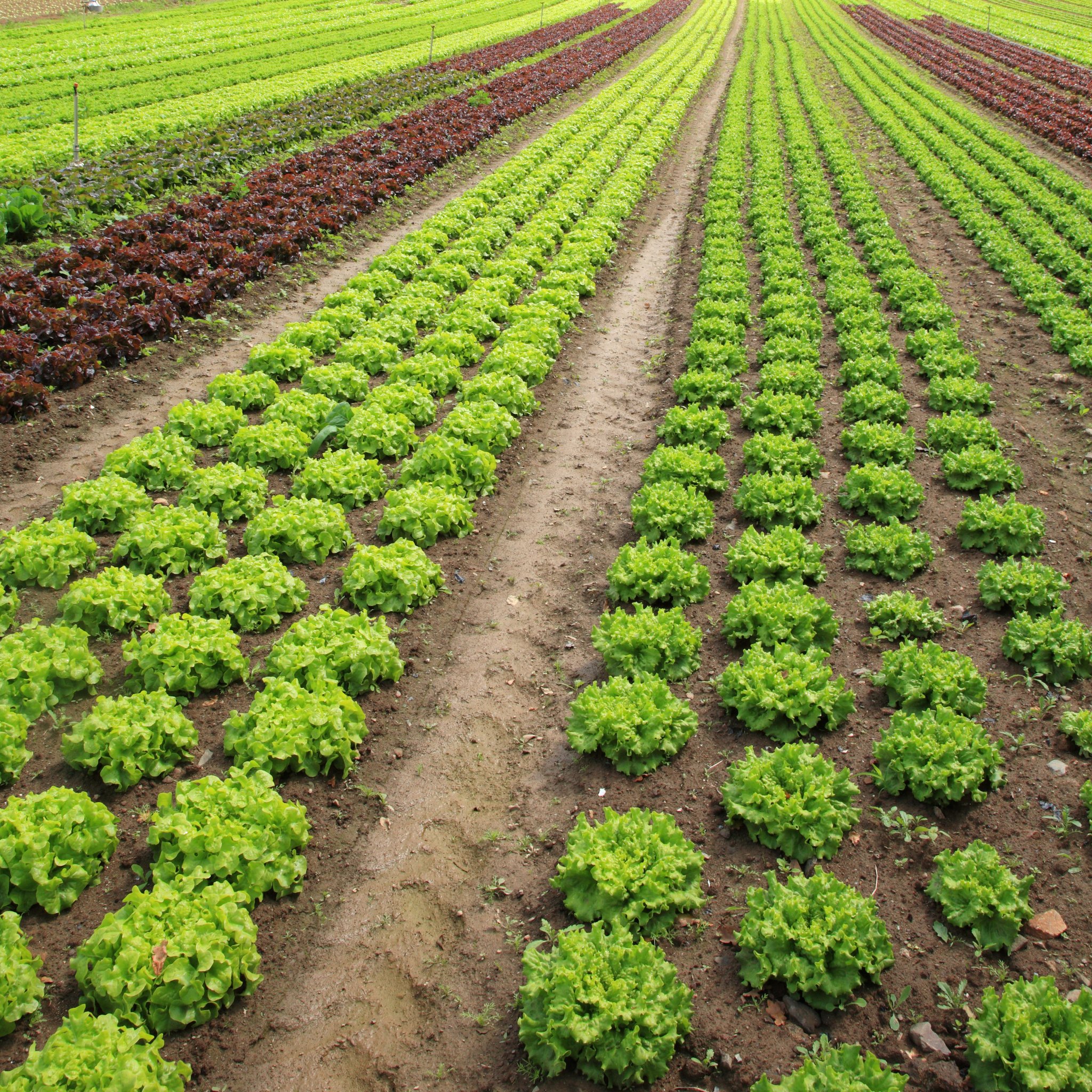 Cultivated agricultural field in spring