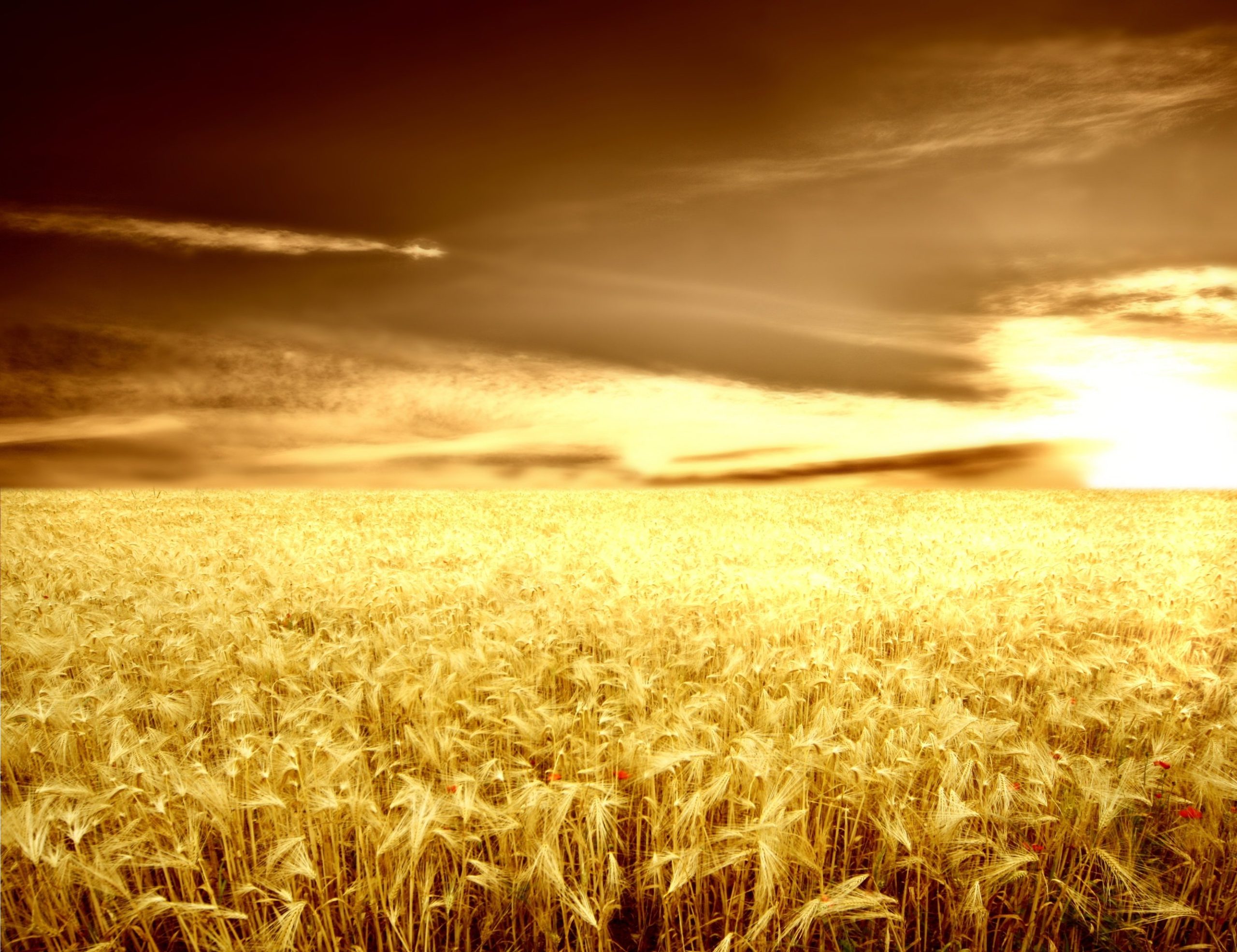 Healthy wheat crop in field