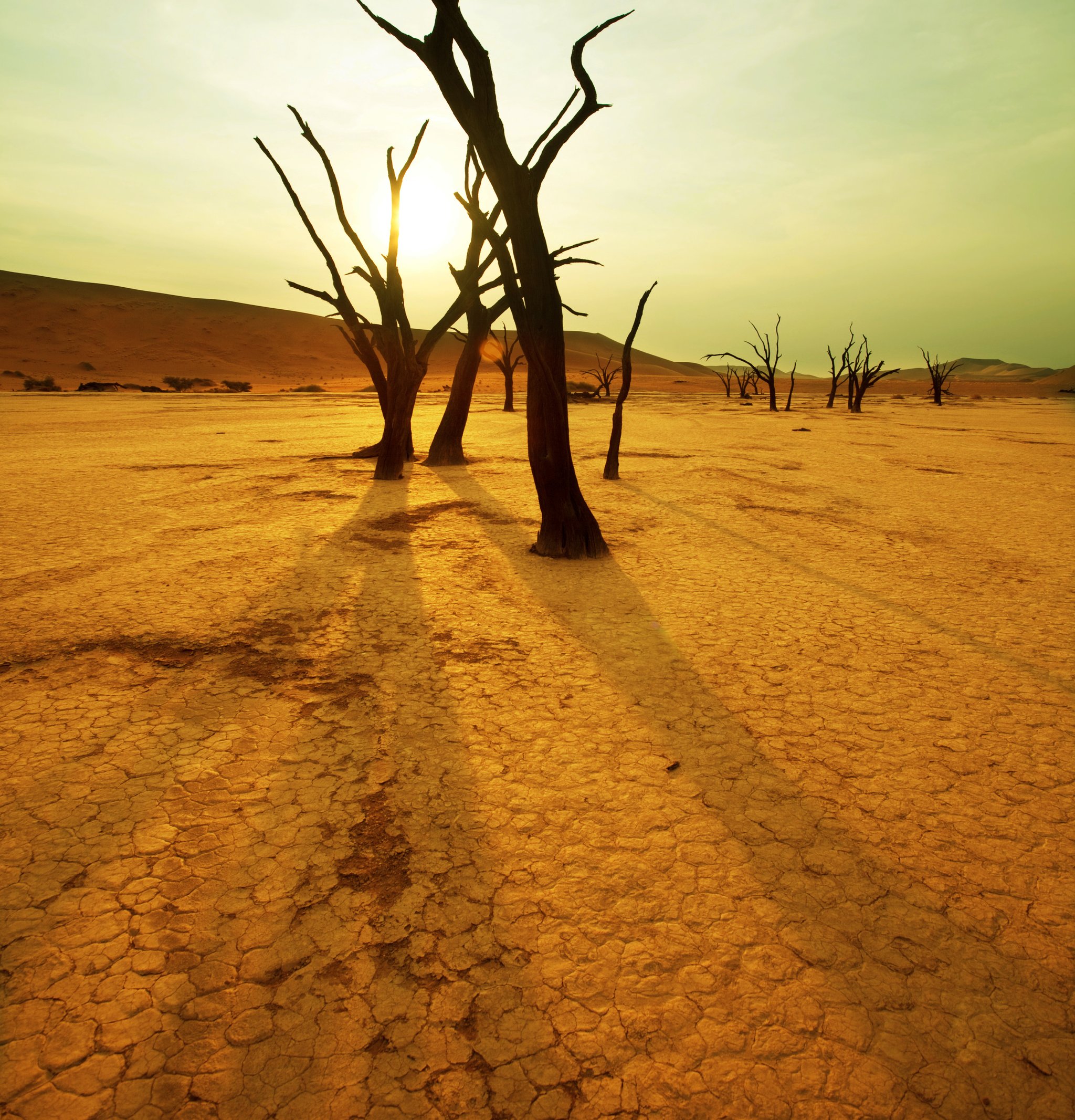 Drought-affected landscape with cracked soil