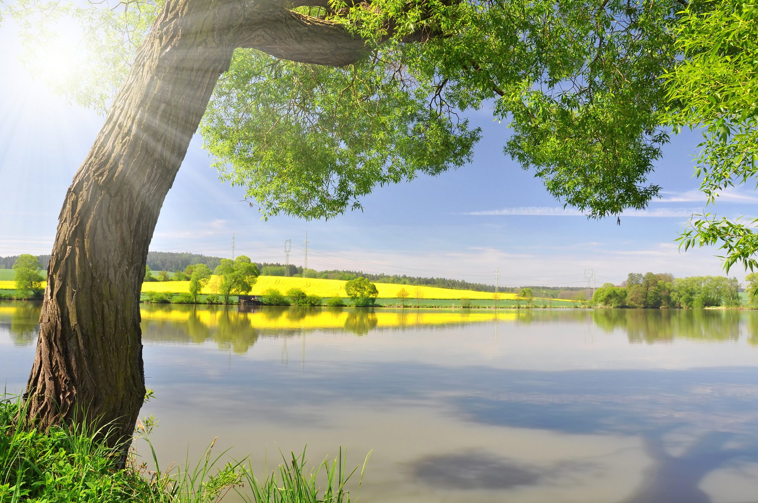 Spring growth in landscape
