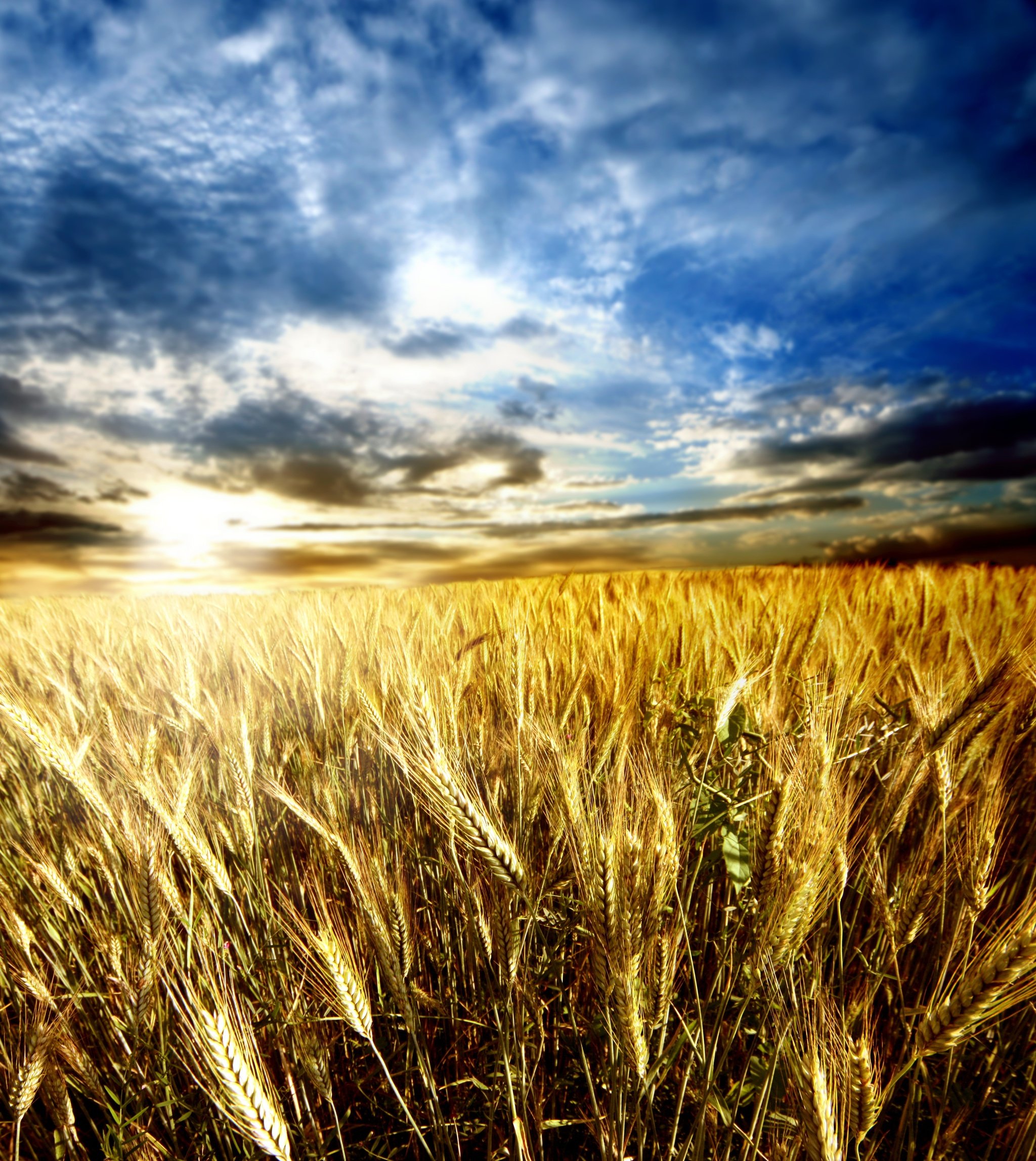 Wheat field showing managed irrigation