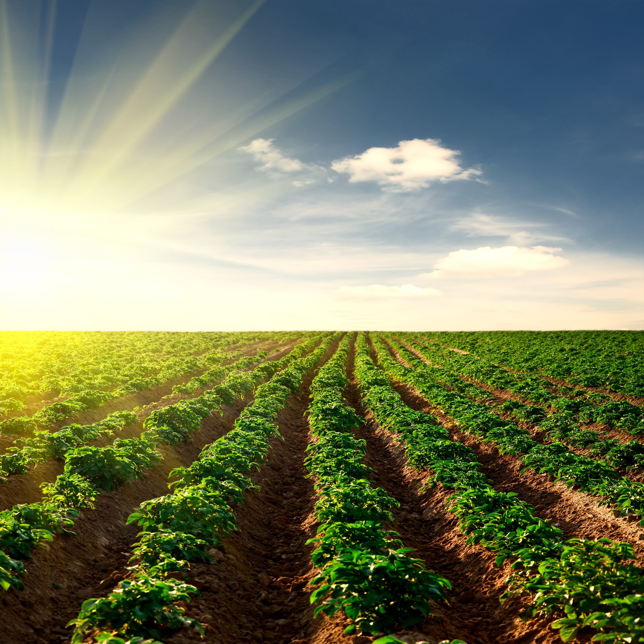 Agricultural irrigation infrastructure