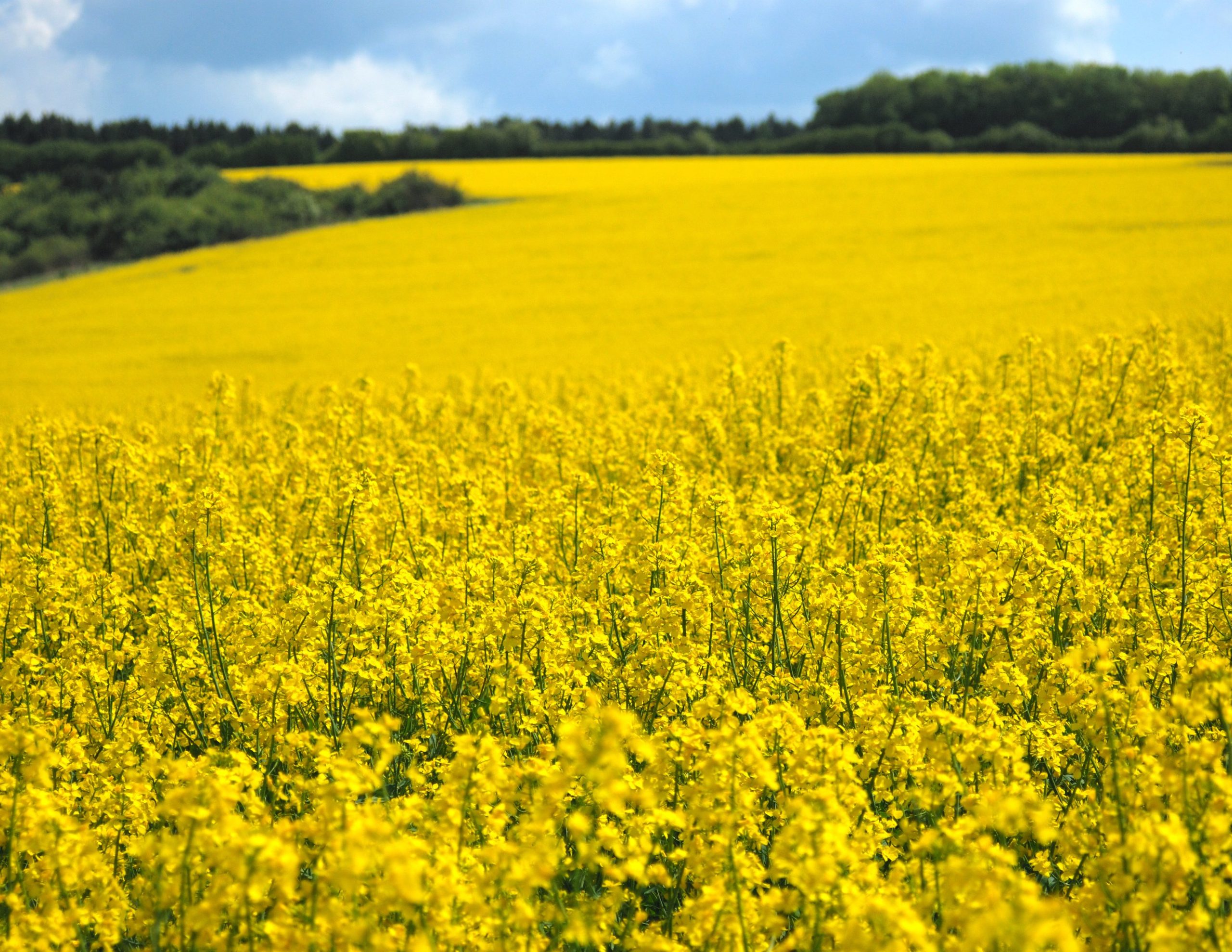 Rapeseed field with nitrogen-rich crops