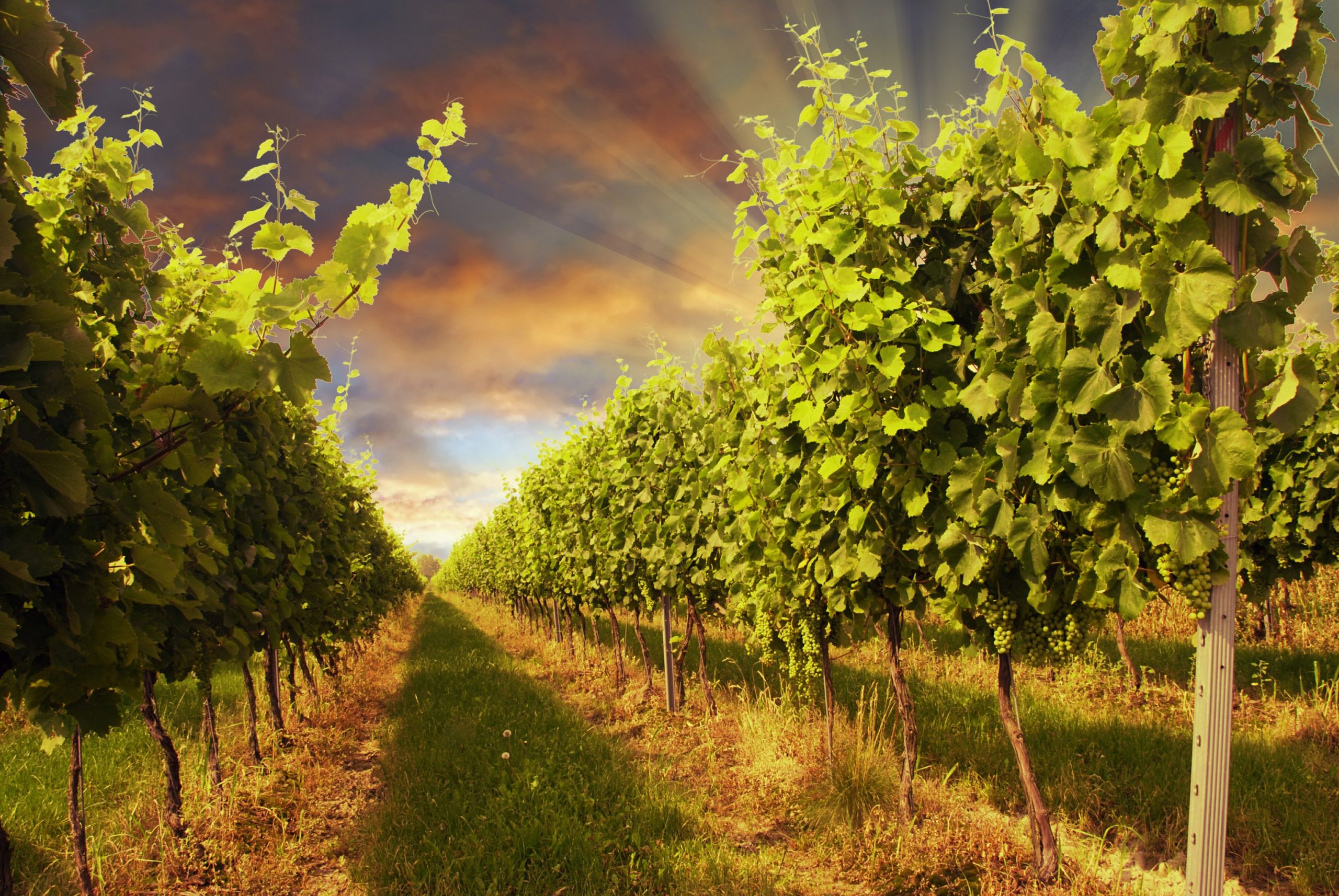 Vineyard with monitoring infrastructure