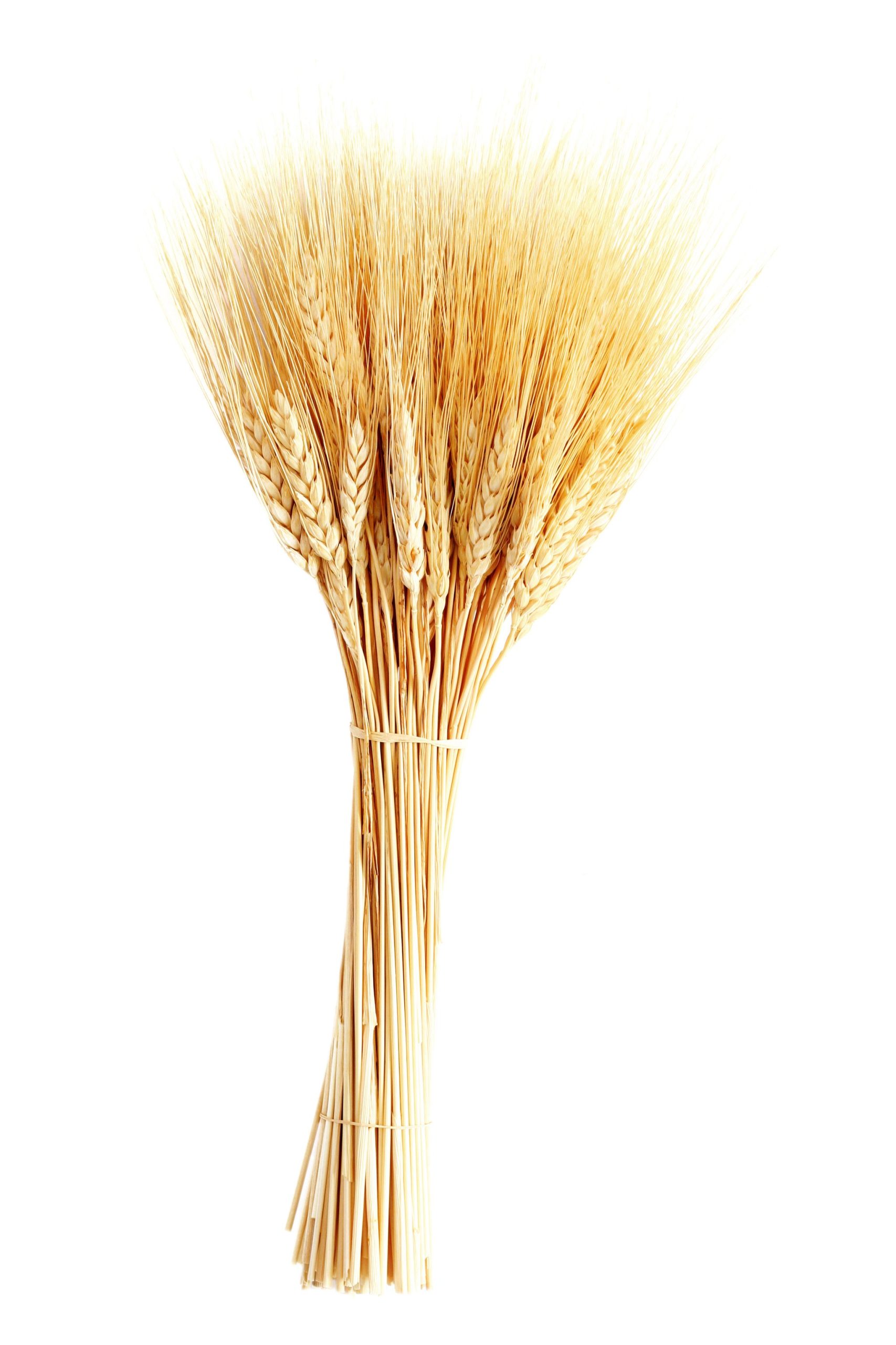 Wheat field with healthy growth